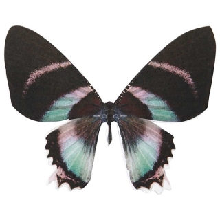 Farfalla bifacciale Vivi Gade - 20 pezzi
