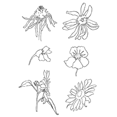 Stampe trasparenti - fiori di prato